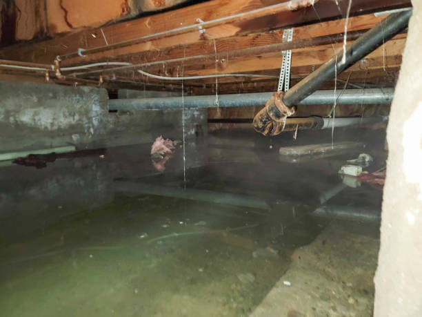Best Professional water damage repair  in Center, TX